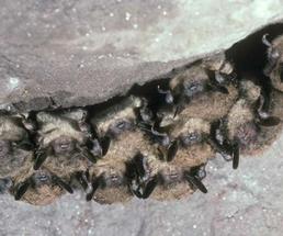 a group of brown bats