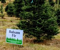Christmas tree farm with Balsam fir sign