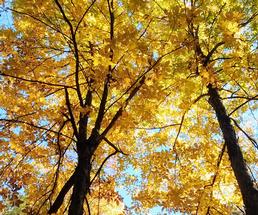 looking up at yellow leaves in a tree