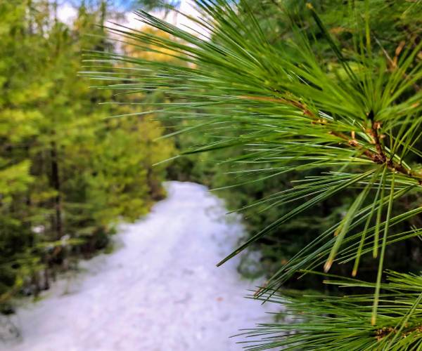 winter trail