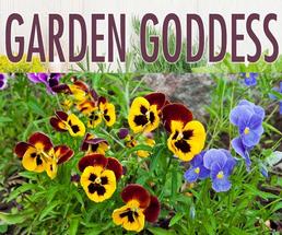 yellow and red pansies