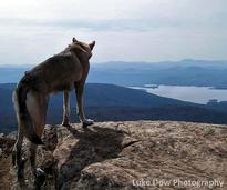 dog on top of mountain