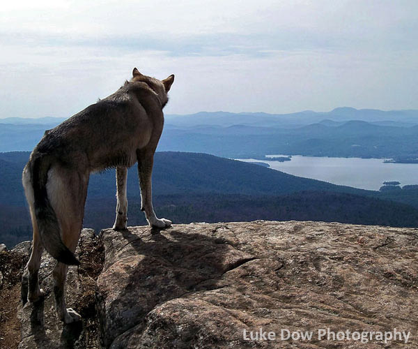 dog on top of mountain