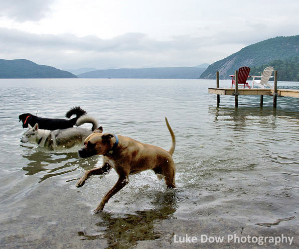dogs in lake george