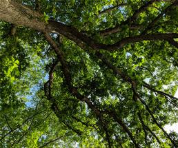view looking up at a tree