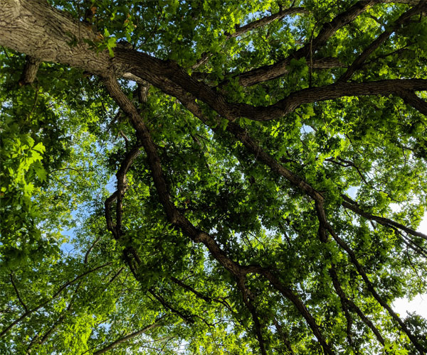view looking up at a tree