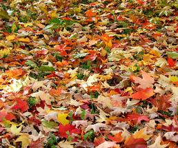 colored leaves on the ground