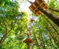 people in a treetop adventure course