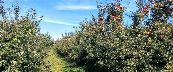 Lake George Fall Guide: Go Apple Picking, Enjoy Festivals, And Find Fun ...