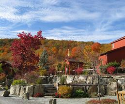 buildings near fall foliage