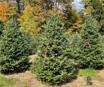 trees at a Christmas tree farm