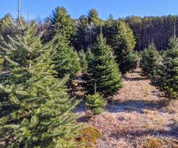 trees at a Christmas tree farm