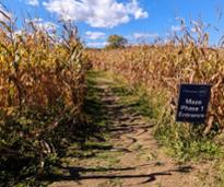 corn maze at fort ticonderoga