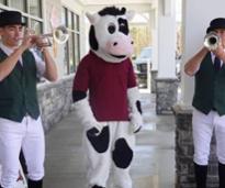stewart's cow with saratoga race course buglers