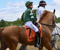 horses and jockeys at belmont