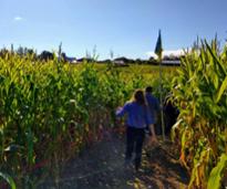 people going through a corn maze