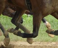 closeup of horse racing