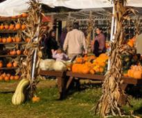 pumpkin display at sunnyside gardens
