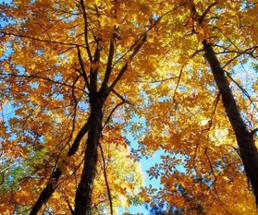 looking up into yellow fall foliage trees