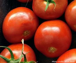 close up of vine tomatoes