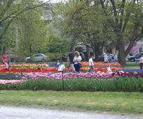 people at albany tulip festival