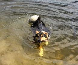 dog in water with stick