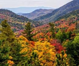 trees at peak foliage