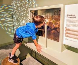 kid looking at museum exhibit