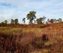 landscape at the albany pine bush preserve