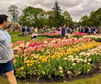 albany tulip festival