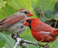two cardinals