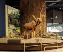 moose in museum