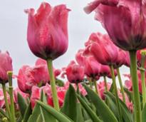 pink tulips