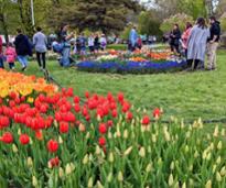 tulips and people at tulip fest