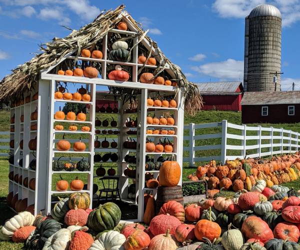 pumpkins on farm, stacked in shed
