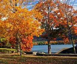 fall foliage on trees
