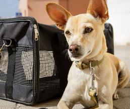 dog laying next to a bag