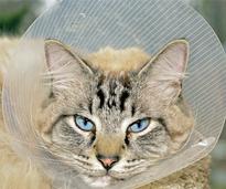 cat in a medical cone