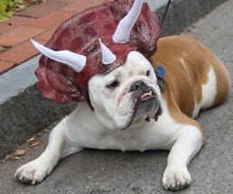 bulldog in a triceratops hat