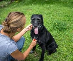 black dog being groomed