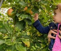 toddler held up to pick apples