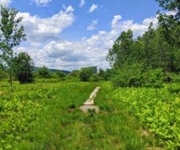 grassy trail in a nature preserve