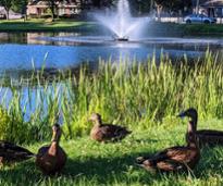ducks in crandall park by fountain