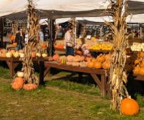 pumpkin display at sunnyside gardens