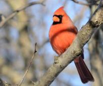cardinal in a tree
