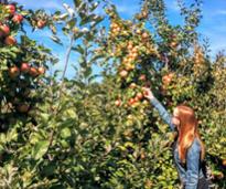 woman apple picking