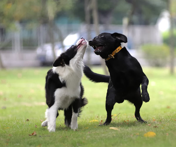 two dogs playing