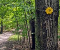 nys parks trail marker on tree