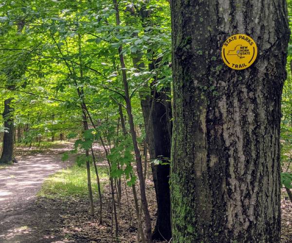 nys parks trail marker on tree