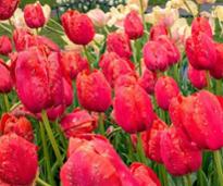 tulips with raindrops on them